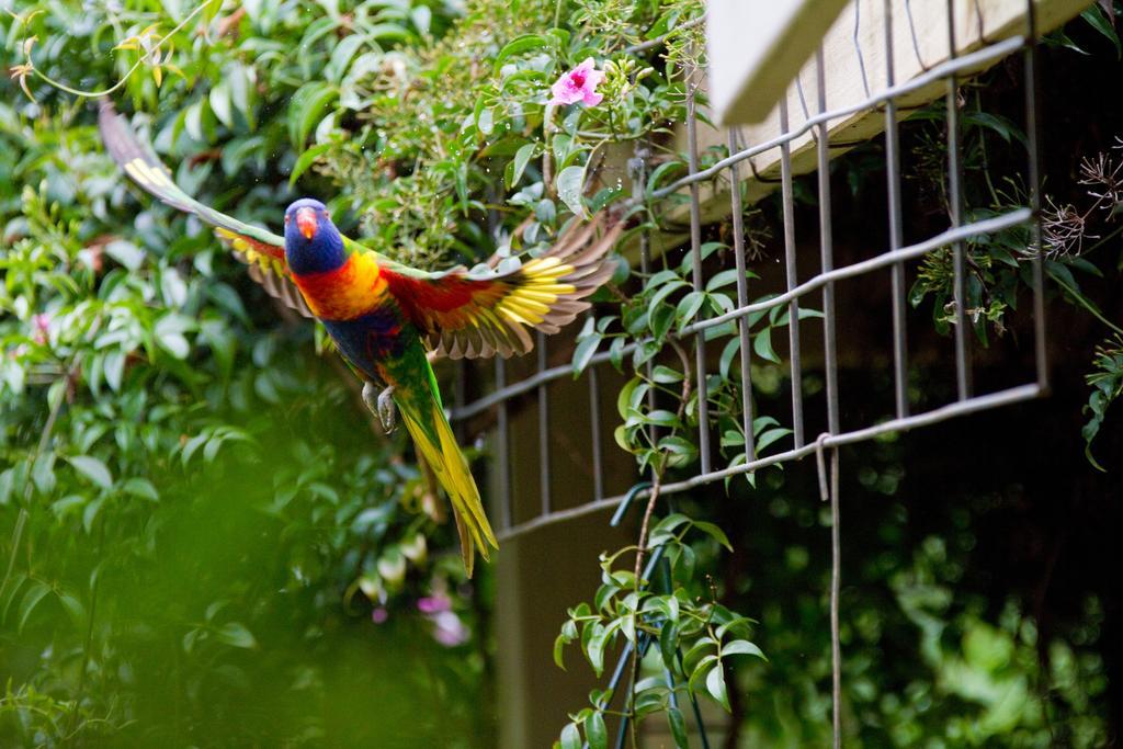 Villa Mt Glorious Getaways Mount Glorious Exterior foto