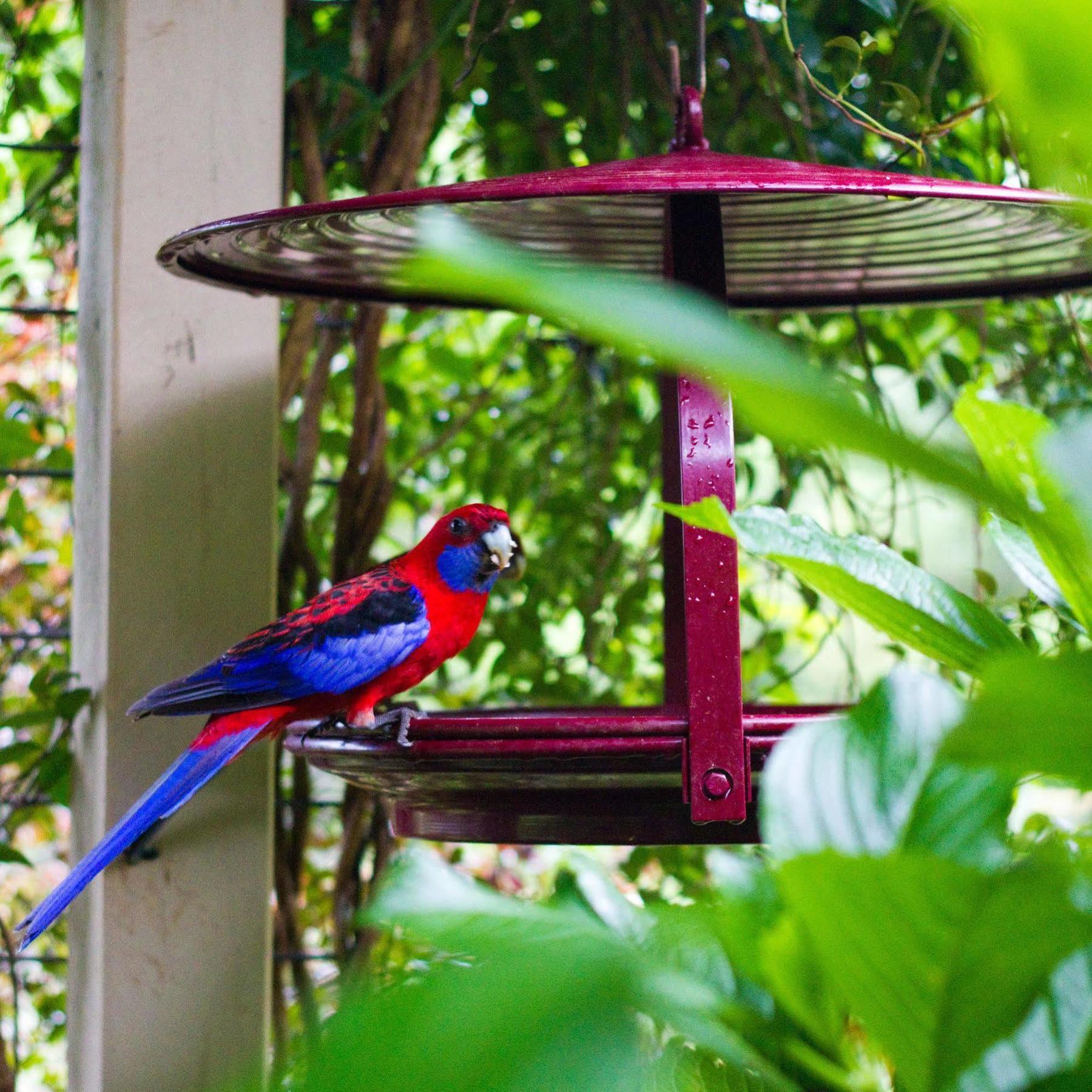 Villa Mt Glorious Getaways Mount Glorious Exterior foto